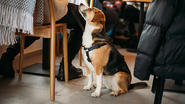 Ein Hund sitzt unter einem Tisch in einem Caf&eacute; oder Restaurant.