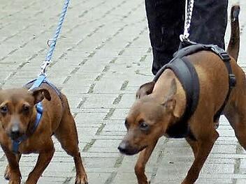 Hunde an die Leine zu nehmen, ist innerorts häufig vorgeschrieben, außerorts ist es derzeit im Bereich der Mottener Haube und Heufeld empfehlenswert. Symbolfoto: Michael Bahlo/dpa