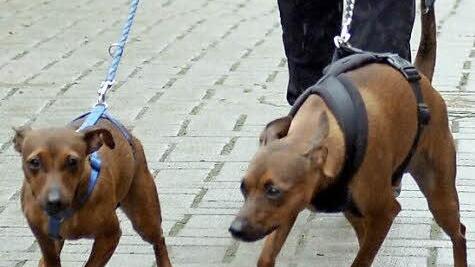Hunde an die Leine zu nehmen, ist innerorts häufig vorgeschrieben, außerorts ist es derzeit im Bereich der Mottener Haube und Heufeld empfehlenswert. Symbolfoto: Michael Bahlo/dpa