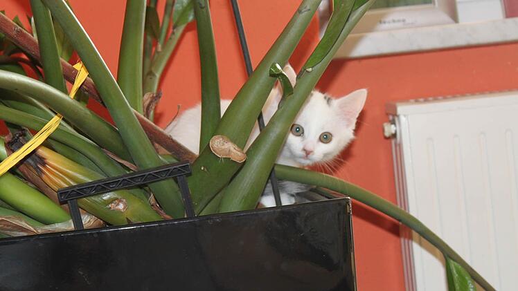 Ist das nicht ein tolles Versteck? Foto: Anette Schreiber