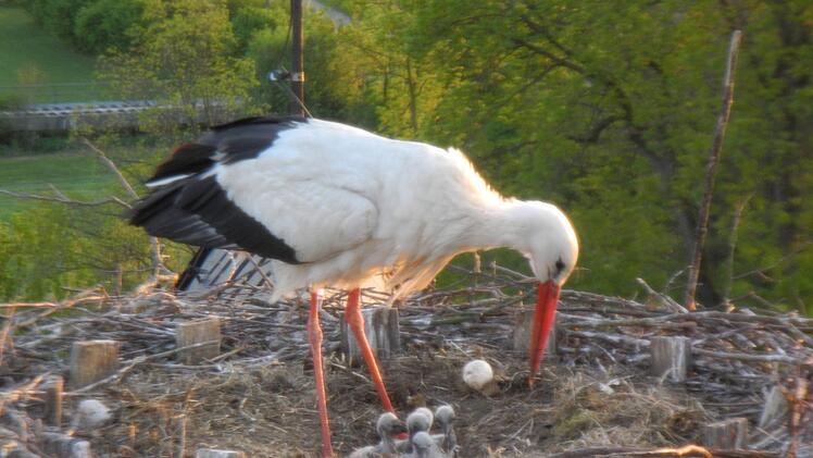 Bruterfolg in Himmelkron - fünf Jungstörche sind vor kurzem geschlüpft.  Man sieht die grauen Köpfchen  zu Füßen des Altvogels. Foto: Michael Krug