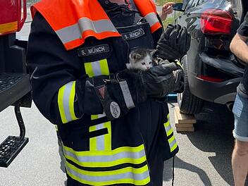 Katzenbaby in Kitzingen gerettet
