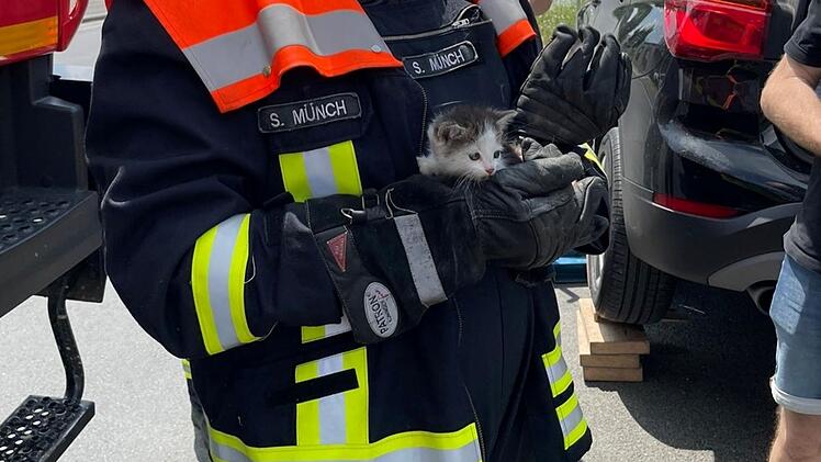 Katzenbaby in Kitzingen gerettet