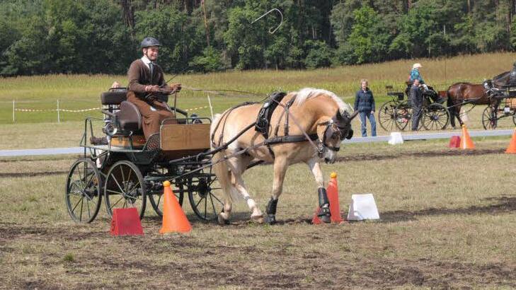 Bevor es gilt am Abend die Bayerischen Meister zu küren, stand bei den Meisterschaften in Klebheim noch der Hindernissparcours für Pferd und Kutscher auf dem Programm. Foto: Roland Meister