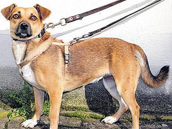 Tier der Woche: Sch&uuml;chterne Lady