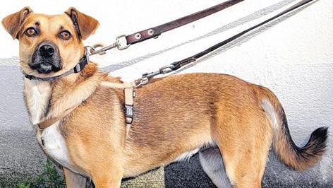 Tier der Woche: Sch&uuml;chterne Lady