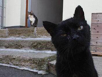 Diese zwei Streuner haben es sich mittlerweile im Tierheim bequem gemacht.  Foto: Robert Huger