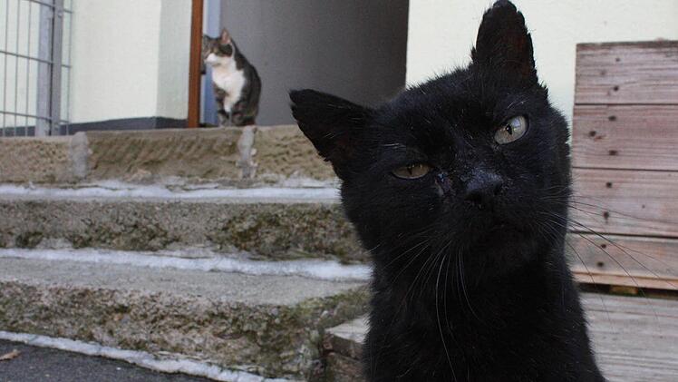 Diese zwei Streuner haben es sich mittlerweile im Tierheim bequem gemacht.  Foto: Robert Huger