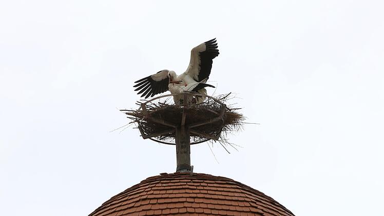 Vor wenigen Tagen sind wieder Störche auf dem Mönchsturm gelandet. Foto: Christian Fenn