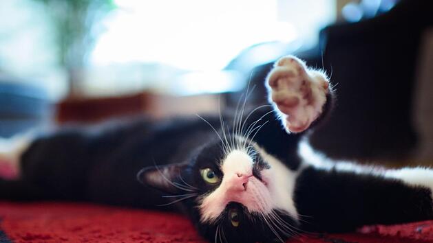 Die Katze ist mit Abstand das beliebteste Haustier in Deutschland.  Symbolfoto: Gregor Fischer/dpa