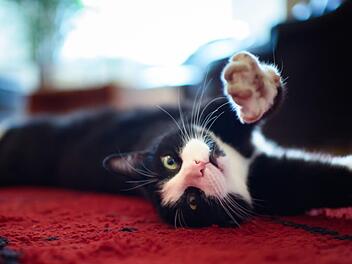 Die Katze ist mit Abstand das beliebteste Haustier in Deutschland.  Symbolfoto: Gregor Fischer/dpa