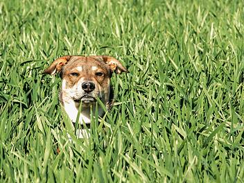 Im Landkreis Hof hat ein freilaufender Hund eine Rentnerin zu Fall gebracht. Die Frau zog sich schwere Verletzungen zu. Symbolfoto: Markus Scholz/dpa