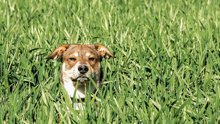 Im Landkreis Hof hat ein freilaufender Hund eine Rentnerin zu Fall gebracht. Die Frau zog sich schwere Verletzungen zu. Symbolfoto: Markus Scholz/dpa