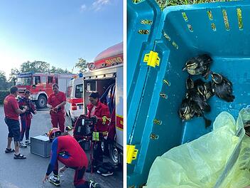 Rettungsaktion f&uuml;r Entenk&uuml;ken im Kreis Bamberg