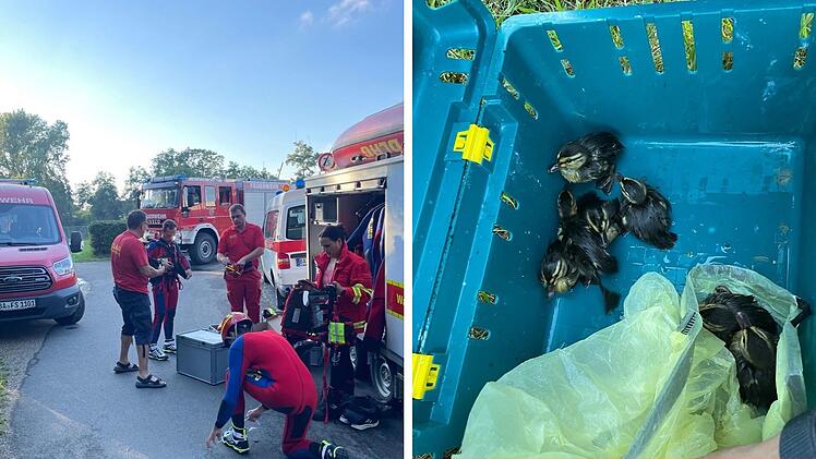 Rettungsaktion f&uuml;r Entenk&uuml;ken im Kreis Bamberg