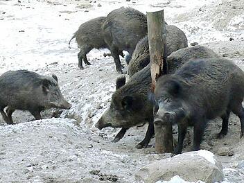 Die Wildschweine vermehren sich auch im Frankenwald so stark, dass die Jäger gar nicht mit der Bejagung hinterherkommen.  Foto: dpa
