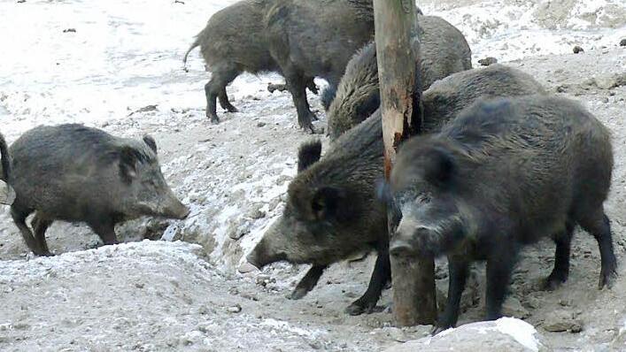 Die Wildschweine vermehren sich auch im Frankenwald so stark, dass die Jäger gar nicht mit der Bejagung hinterherkommen.  Foto: dpa