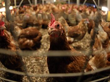 H&uuml;hner im Stall