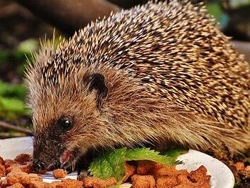 Igel haben es derzeit sehr schwer Nahrung zu finden. Gartenbesitzer könnten sie mit Katzenfutter und Wasser unterstützen. Foto: Alexas_Foto/ pixabay.com