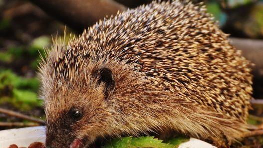 Igel haben es derzeit sehr schwer Nahrung zu finden. Gartenbesitzer könnten sie mit Katzenfutter und Wasser unterstützen. Foto: Alexas_Foto/ pixabay.com