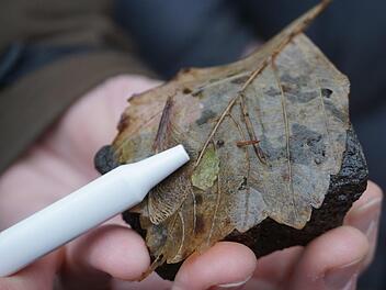 Wer auf den Spuren der Rhönquellschnecke unterwegs ist, muss genau hinschauen. Auf den ersten Blick kaum als Schnecke auszumachen: Die Rhönquellschnecke ist zwei bis drei Millimeter groß. Fotos: Marion Eckert