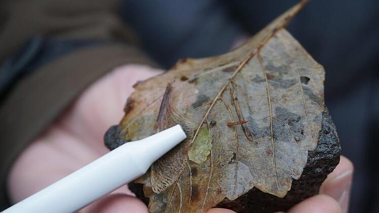 Wer auf den Spuren der Rhönquellschnecke unterwegs ist, muss genau hinschauen. Auf den ersten Blick kaum als Schnecke auszumachen: Die Rhönquellschnecke ist zwei bis drei Millimeter groß. Fotos: Marion Eckert