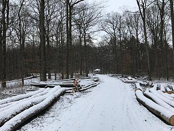 Bringt die Erderwärmung  die Menschen in Franken künftig öfter zum Frieren? Ganz von der Hand zu weisen ist diese Theorie nicht. Der Michelsberger Wald   am Sonntag MW