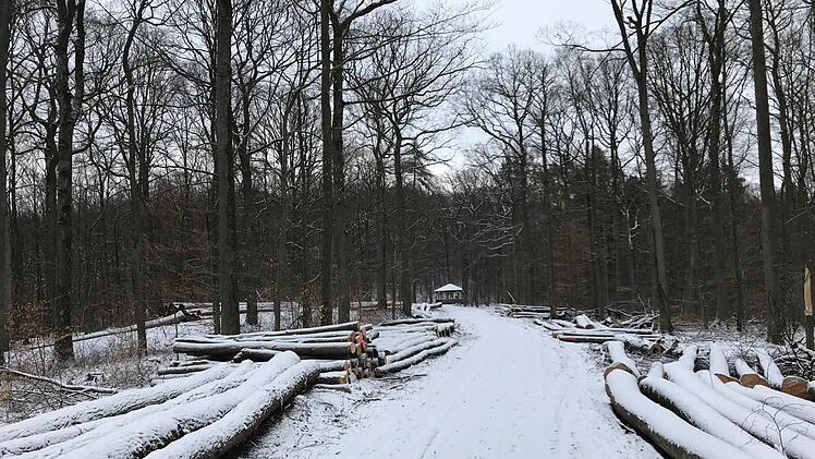 Bringt die Erderwärmung  die Menschen in Franken künftig öfter zum Frieren? Ganz von der Hand zu weisen ist diese Theorie nicht. Der Michelsberger Wald   am Sonntag MW
