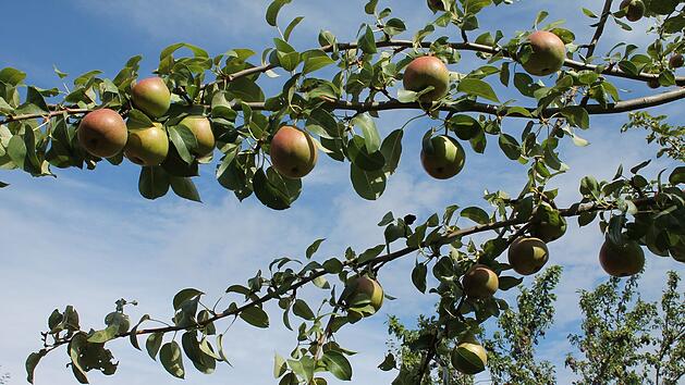W&uuml;rzburg: Obst und Waln&uuml;sse kostenlos ernten auf W&uuml;rzburgs Streuobstwiesen