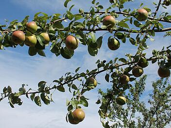 Würzburg: Obst und Walnüsse kostenlos ernten auf Würzburgs Streuobstwiesen