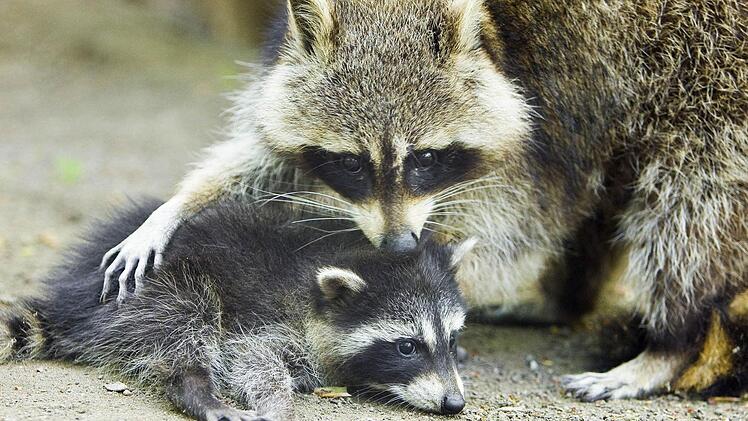 In manchen Regionen sind Waschbären bereits Kulturfolger und haben die Scheu vor Menschen verloren. Für die heimische Tierwelt sind die Kleinbären bedrohlich. Foto: dpa