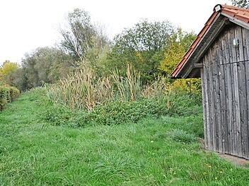 Hinter dem Grün verbirgt sich die Schilfkläranlage von Rabelsdorf, wo die Gebühren die nächsten drei Jahre konstant bleiben. Foto: Simon Albrecht