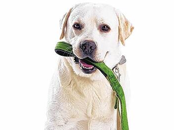 Muss der Hund zum Gassi gehen an die Leine? Foto: AZ