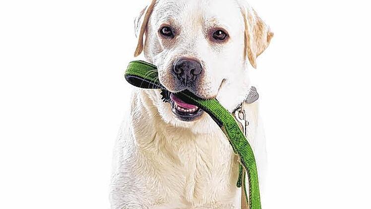 Muss der Hund zum Gassi gehen an die Leine? Foto: AZ