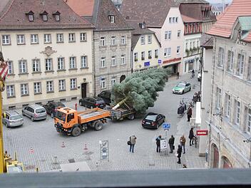 Es ist jedes Jahr aufs Neue ein faszinierendes Erlebnis, wenn der Christbaum abgesägt, zum Rathausplatz gebracht und aufgestellt wird. Fotos: Josef Hofbauer