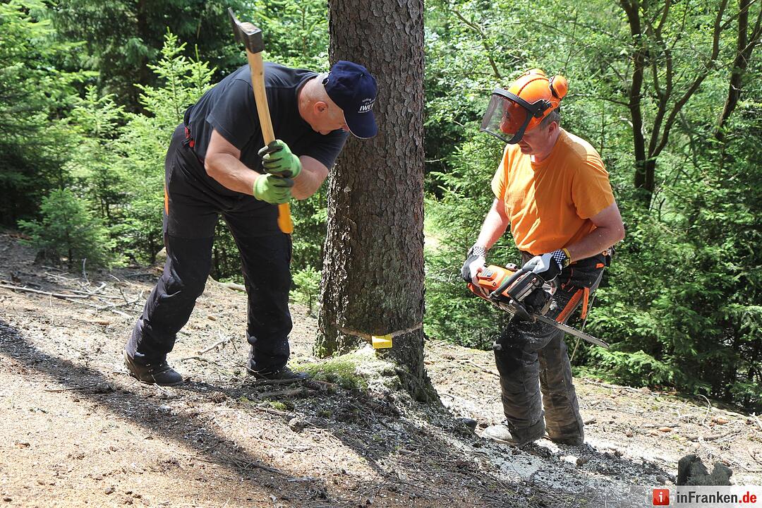 Voloprojekt: Baum fällt