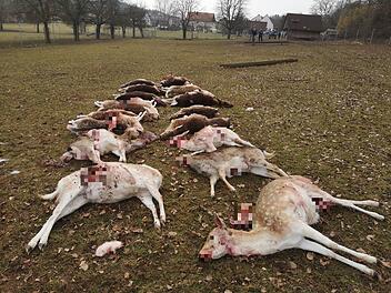 18 Tiere in Gehege gerissen: Experte vermutet Wolfsangriff