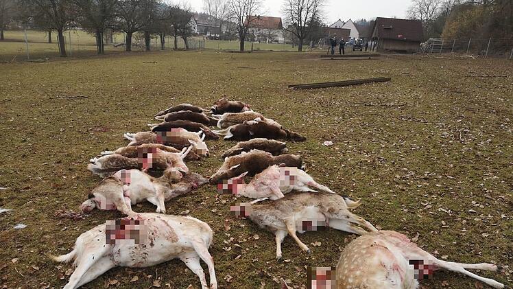 18 Tiere in Gehege gerissen: Experte vermutet Wolfsangriff
