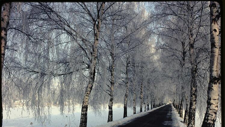 So romantisch und imposant sah die winterliche "Hornschuchallee", der alte Kirchenweg von Burghaig nach Melkendorf, vor der Rodung 1983 aus.