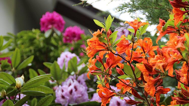 Rhododendren mit verschiedenfarbigen Blüten sorgen für Farbtupfer im Grünen. Foto: Benedikt Borst