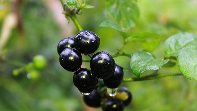Die Beeren des Schwarzen Nachtschattens sind im unreifen Zustand giftig.