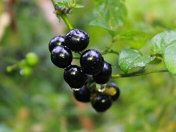 Die Beeren des Schwarzen Nachtschattens sind im unreifen Zustand giftig.