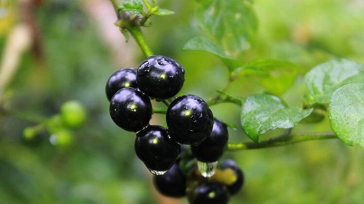 Die Beeren des Schwarzen Nachtschattens sind im unreifen Zustand giftig.