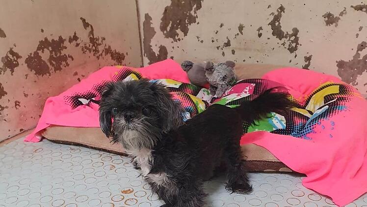 Tierheim N&uuml;rnberg nimmt s&uuml;&szlig;e H&uuml;ndin auf - "Ronja" wird von niemandem vermisst