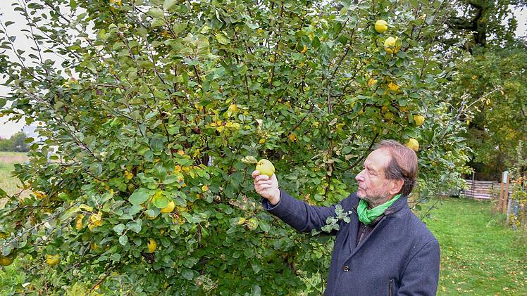 Im Garten steht ein großer Quittenbaum.