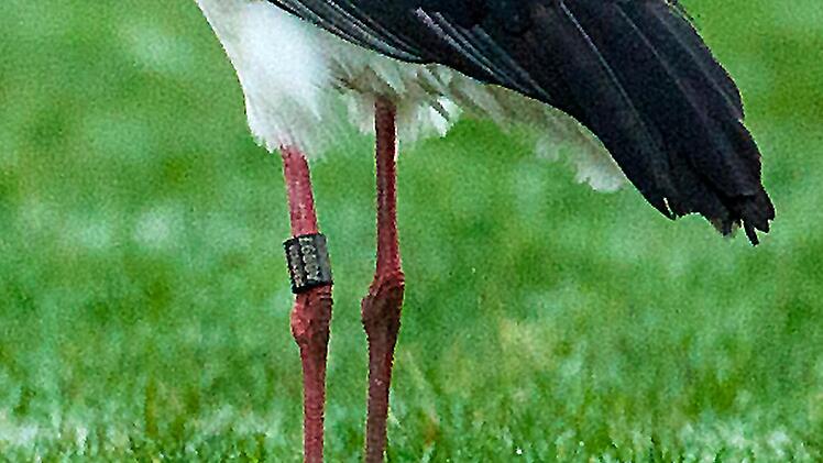 An seiner Beringung konnte der Meschenbacher Storch identifiziert werden. Foto: Hans-Peter Schönecker