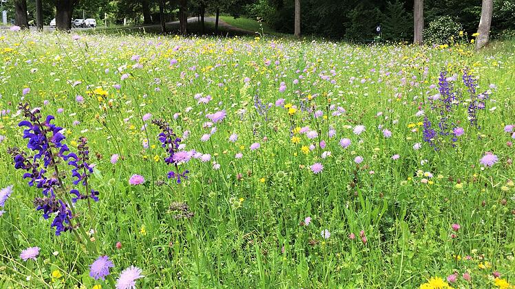 Wildblumenwiese am Bahnhof Peter Borst