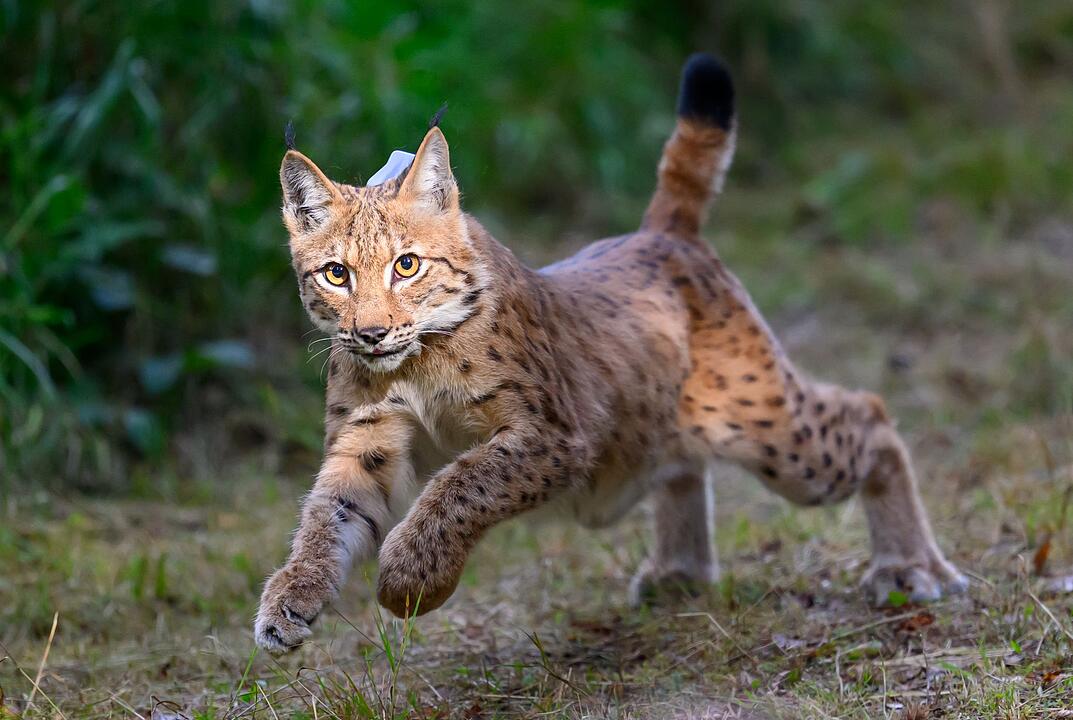 Weiterer Luchs in Sachsen ausgewildert