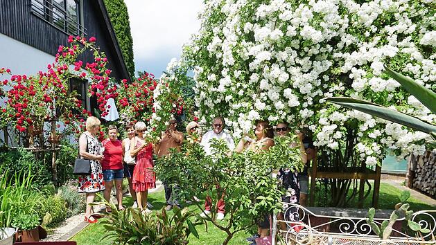 Einmalig die Ramblerrose im Garten der Familie Schreiner Foto: Prei&szlig;inger