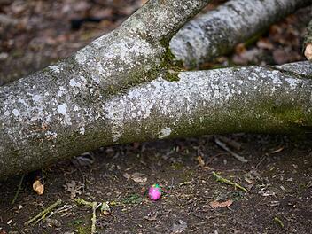 Baum umgest&uuml;rzt - Drei Tote bei Flensburg